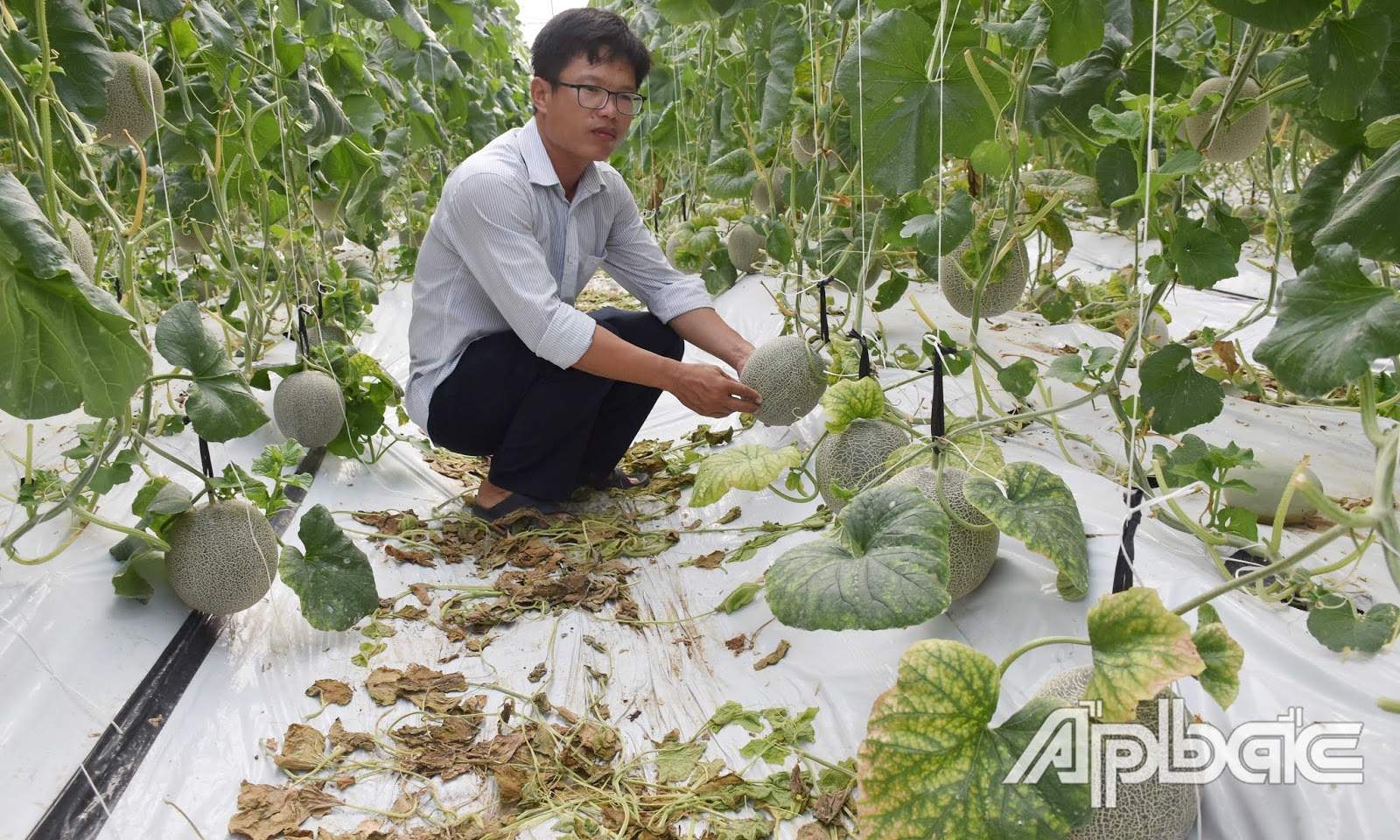 Ths. Vinh kiểm tra dưa lưới chuẩn bị thu hoạch.