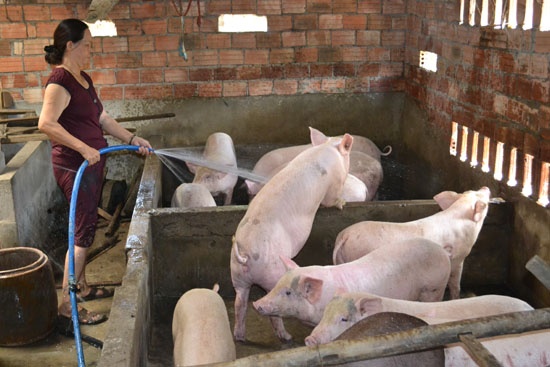 Chăn nuôi theo hướng an toàn dịch bệnh là mục tiêu mà tỉnh Tuyên Quang luôn hướng tới. Ảnh: Đào Thanh.