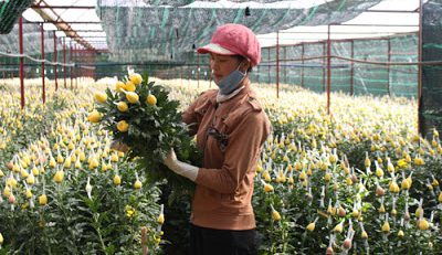 Đến ngày 1.5 toàn tỉnh Lâm Đồng đã có 526ha hoa cúc bị bệnh, chiếm 38,4% diện tích trồng. Ảnh: Duy Khôi