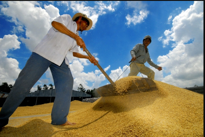 Lúa gạo sẽ là ngành có nhiều lợi thế để khai thác thị trường EU khi Hiệp định EVFTA thực thi trong thời gian tới. Ảnh: LHV.