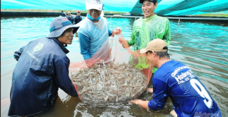 Bạc Liêu phát triển mạnh nuôi tôm siêu thâm canh trong hồ nổi tròn. Ảnh: Lê Hoàng Vũ.