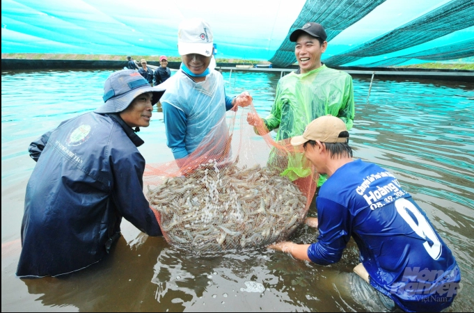 Bạc Liêu phát triển mạnh nuôi tôm siêu thâm canh trong hồ nổi tròn. Ảnh: Lê Hoàng Vũ.