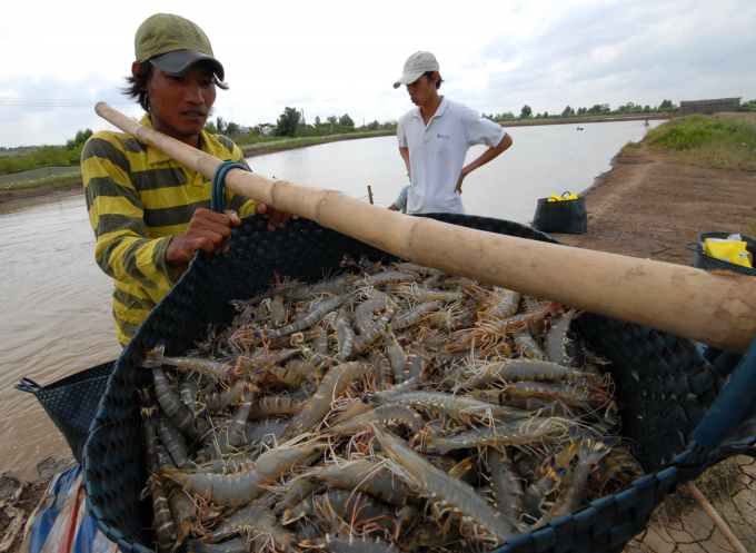 Thị trường Trung Quốc đang phục hồi dần sau dịch Covid-19, trong tháng 4 và 5 xuất khẩu tôm sang thị trường này tăng liên tụ. Ảnh: Lê Hoàng Vũ. 