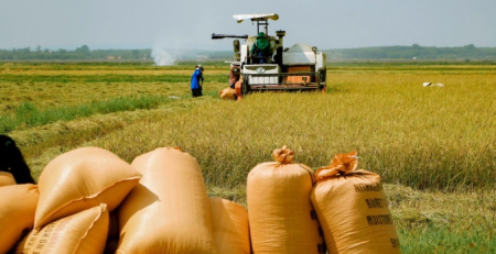 Sản xuất lúa hữu cơ trên cánh đồng cho chất lượng cao ở vùng dất Quảng Trị, Ảnh: D.L.