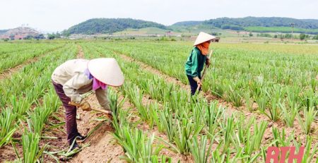 Người dân xã Hà Long (Hà Trung) trồng dứa rải vụ cho hiệu quả kinh tế cao.