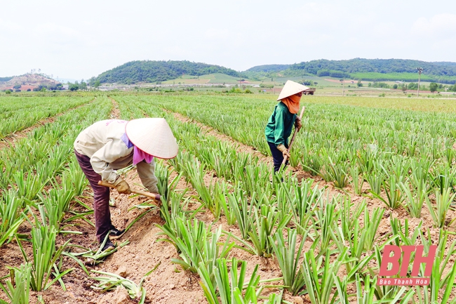 Người dân xã Hà Long (Hà Trung) trồng dứa rải vụ cho hiệu quả kinh tế cao.