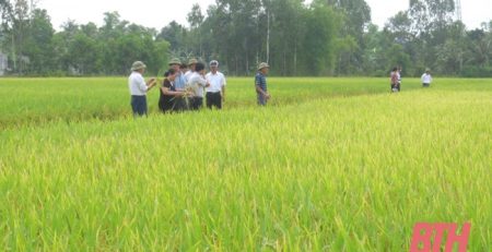 Cánh đồng trồng lúa ngắn ngày năng suất, chất lượng cao tại xã Công Liêm (Nông Cống).