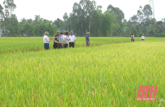 Cánh đồng trồng lúa ngắn ngày năng suất, chất lượng cao tại xã Công Liêm (Nông Cống).