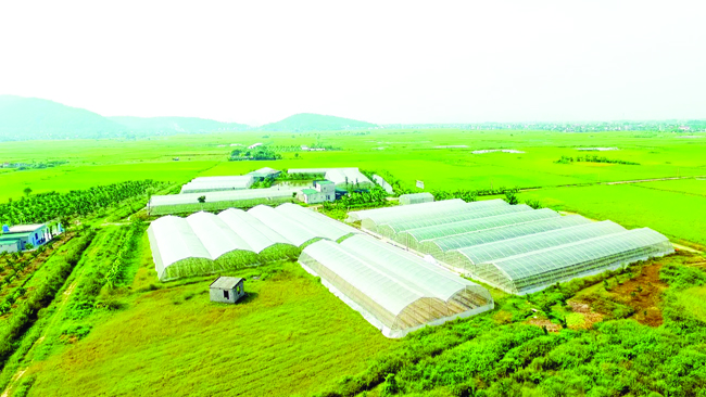 Khu nhà màng sản xuất các sản phẩm nông nghiệp công nghệ cao của HTX dịch vụ cơ giới hóa nông nghiệp Đông Tiến, xã Đông Tiến (Đông Sơn). Ảnh: Hương Thảo