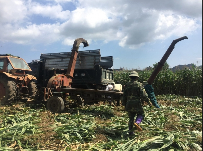 Phong trào chuyển dịch từ ngô lấy hạt sang ngô sinh khối phát triển mạnh ở nhiều địa phương ở Sơn La. Ảnh: Huy Hoàng