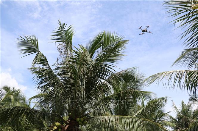 Sử dụng phương tiện bay không người lái phun thuốc diệt sâu mới gây hại cho cây dừa.