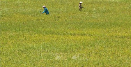 Người dân huyện Vị Thủy, tỉnh Hậu Giang chăm sóc lúa Hè Thu. Ảnh: Duy Khương/TTXVN