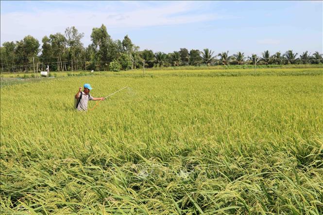 Nông dân xã Hòa Hiệp, huyện Cầu Ngang sản xuất lúa hữu cơ.