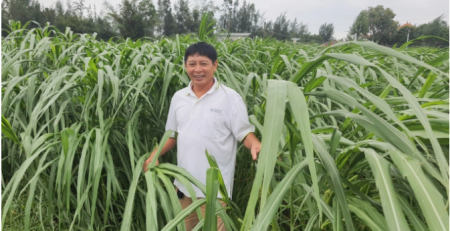 Ruộng trồng cỏ để làm thức ăn nuôi bò. Ảnh: B. Châu.