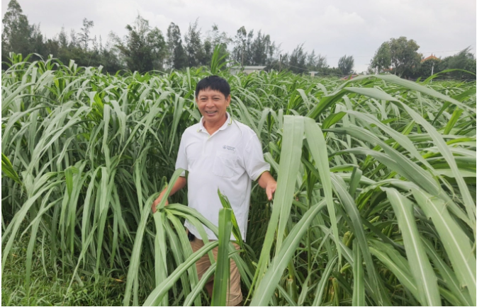 Ruộng trồng cỏ để làm thức ăn nuôi bò. Ảnh: B. Châu.