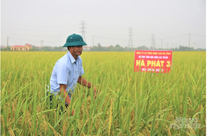 Ông Trịnh Việt Chiến đánh giá giống lúa Hà Phát 3 có nhiều ưu điểm nổi trội. Ảnh: Phạm Hiếu.