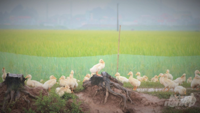 Kết hợp cấy lúa, thả cá, chăn vịt, người nông dân thu về 1 tỷ 1 năm. Ảnh: Phạm Hiếu.