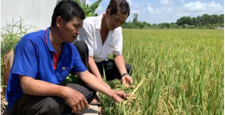 Nông dân Cần Thơ tham dự án VNSAT, áp dụng kỹ thuật mới trong canh tác lúa. Ảnh: HP