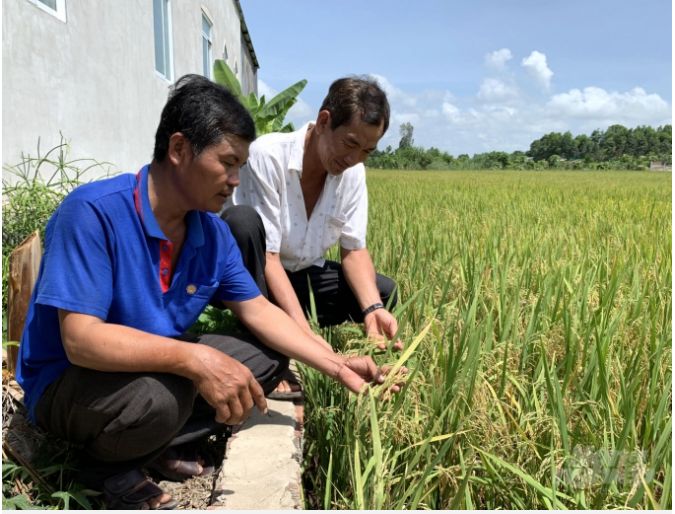 Nông dân Cần Thơ tham dự án VNSAT, áp dụng kỹ thuật mới trong canh tác lúa. Ảnh: HP