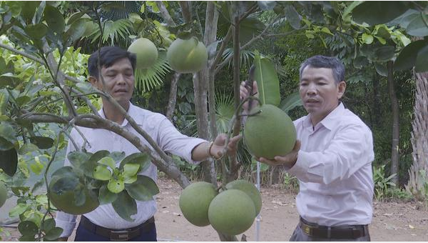 Vườn bưởi Phúc Trạch của ông Hiến.