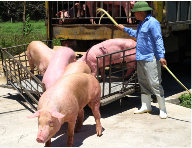 Dù vậy trước đòi hỏi ngày càng cao, việc nâng tầm ngành chăn nuôi là nhiệm vụ không thể chậm trễ. Ảnh: Việt Khánh.