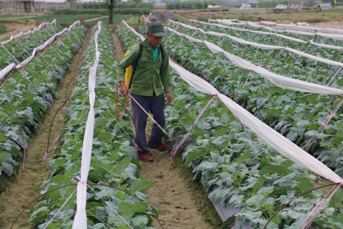 Toàn tỉnh đã trồng trên 29.500ha cây màu vụ đông, đạt 82% kế hoạch. Ảnh: HG