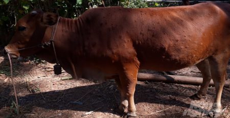 Đã có 5 con bò tại xã Hiệp Lực, huyện Ngân Sơn bị mắc bệnh viêm da nổi cục trâu, bò. Ảnh: Toán Nguyễn.