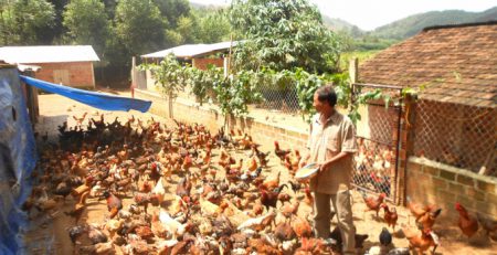 Ông Mai Văn Rõ, người tiên phong nuôi gà ta thả đồi ở huyện Hoài Ân (Bình Định) và đang rất thành công trong nghề này. Ảnh: Vũ Đình Thung.