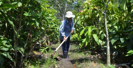 Các rãnh nước trong vườn rau giúp giữ ẩm để rau rừng phát triển tốt. Ảnh: Tr.Trung - Tr.Huy.