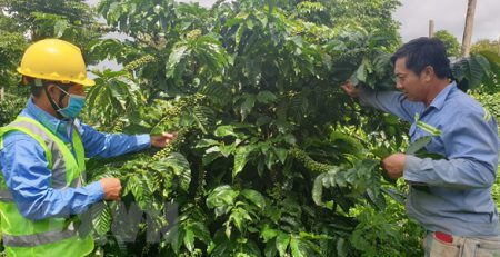 Vùng nguyên liệu cà phê của Công ty TNHH Vĩnh Hiệp, tỉnh Gia Lai được chăm sóc theo chuẩn Organic cho năng suất cao. (Ảnh: Hồng Điệp/TTXVN)