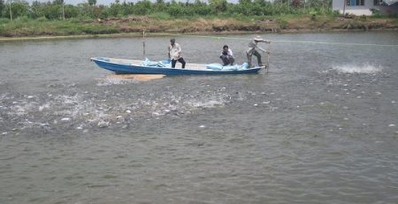 Người dân tỉnh Vĩnh Long cho cá tra ăn. Ảnh: Trung Chánh