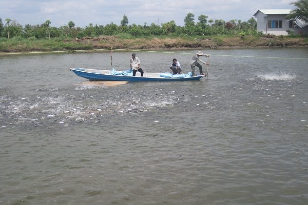 Người dân tỉnh Vĩnh Long cho cá tra ăn. Ảnh: Trung Chánh