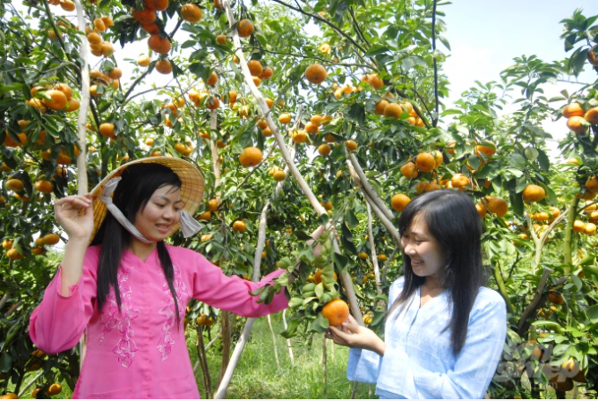 UBND tỉnh Đồng Tháp vừa phê duyệt đề án bảo tồn vườn quýt hồng huyện Lai Vung, giai đoạn 2020 – 2024 lên đến 550 ha. Ảnh: Lê Hoàng Vũ.