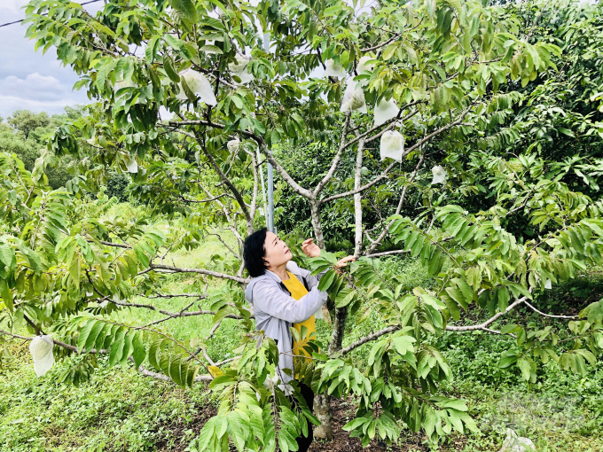 Hiện trong vườn của gia đình bà Mai đang trồng nhiều giống trái cây đặc sản như mãng cầu dai hạt lép, xoài cát Hòa Lộc, xoài Úc, vú sữa Hoàng Kim...Ảnh: MS.