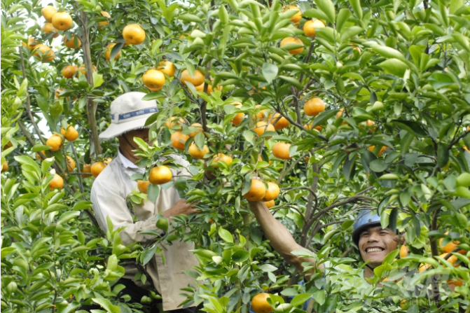 Để bảo tồn tốt diện tích quýt hồng, ngành nông nghiệp Đồng Tháp khuyến cáo người dân sử dụng phân hữu cơ là phân ủ từ rơm rạ với phân bò, có sử dụng nấm đối kháng Trichoderma. Ảnh: Lê Hoàng Vũ.