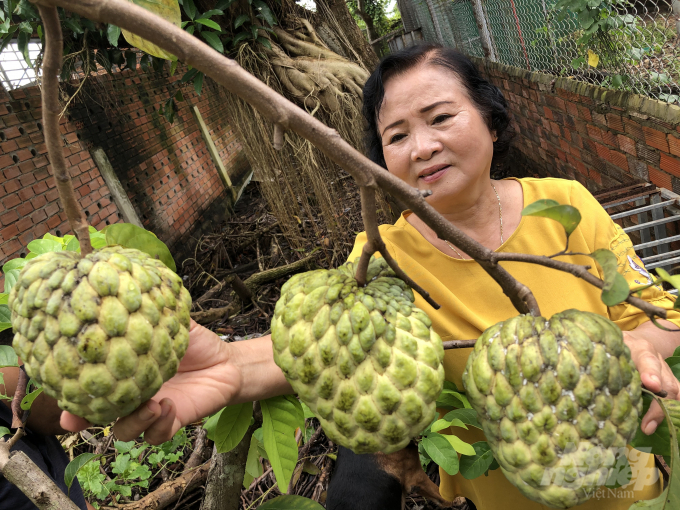 Những trái mãng cầu "khủng" trong vườn bà Mai chuẩn bị đến ngày thu hoạch. Ảnh: MS.