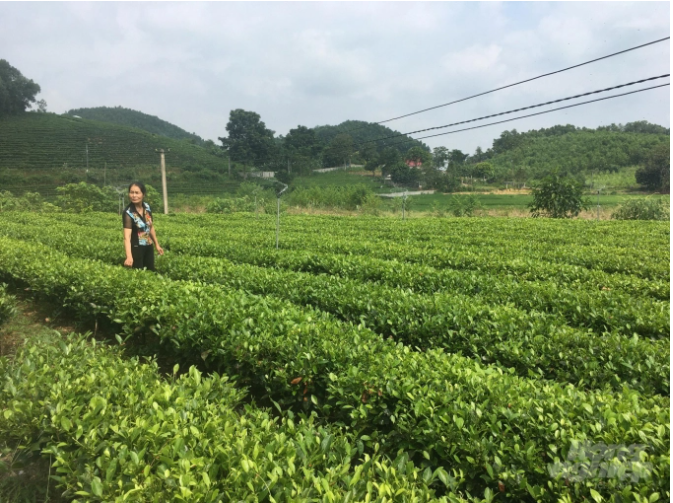 Vùng chè nguyên liệu của HTX Chè an toàn Nguyên Việt (xã Minh Lập, huyện Đồng Hỷ). Ảnh: Đồng Văn Thưởng.