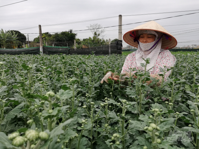 Người dân tỉa nụ hoa cúc. Ảnh: Mai Chiến.