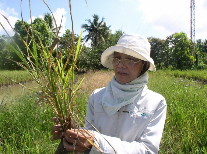 Các địa phương cần cử cán bộ kỹ thuật theo dõi thời tiết, sinh trưởng cây trồng và bám sát địa bàn trọng yếu.