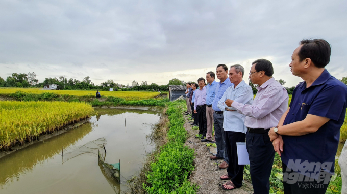 Bí thư Tỉnh ủy Bạc Liêu Lữ Văn Hùng (thứ 3 từ phải sang), cùng Chủ tịch UBND tỉnh Phạm Văn Thiều (đầu tiên từ phải sang) thăm cánh đồng sản xuất lúa ST24, ST25 tại TT Phước Long. Ảnh: Trọng Linh.