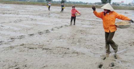 Nông dân xã Võ Ninh, huyện Quảng Ninh (Quảng Bình) tranh thủ thời tiết hửng nắng sau rét đậm gieo sạ lúa. Ảnh: NT