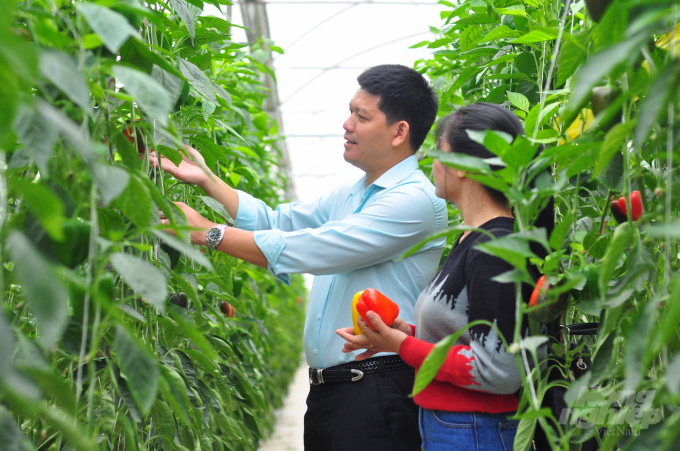 Trồng ớt chuông công nghệ cao, mỗi tháng gia đình ông Võ Văn Thịnh có nguồn thu nhập cả tỷ đồng. Ảnh: Minh Hậu.