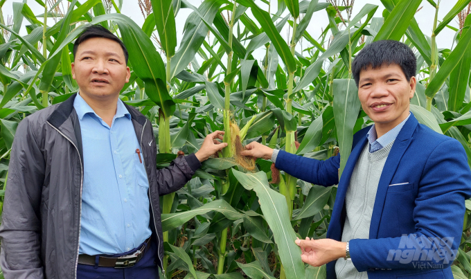 Tến sỹ Hoàng Tuyển Phương (phải), Trưởng phòng Tư vấn chuyển giao công nghệ và Khuyến nông thuộc Trung tâm Chuyển giao công nghệ và Khuyến nông kiểm tra mô hình ngô sinh khối tại xã Vĩnh Quang. Ảnh: Võ Dũng.