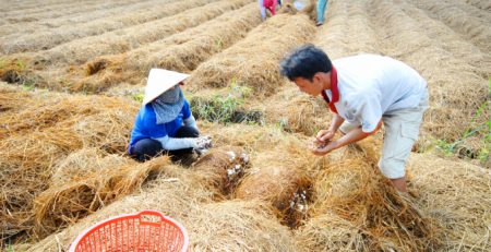 Tận dụng rơm rạ làm nấm, mang lại thu nhập khá tốt cho nông dân. Ảnh: Lê Hoàng Vũ