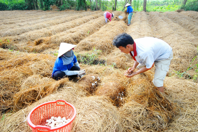 Tận dụng rơm rạ làm nấm, mang lại thu nhập khá tốt cho nông dân. Ảnh: Lê Hoàng Vũ