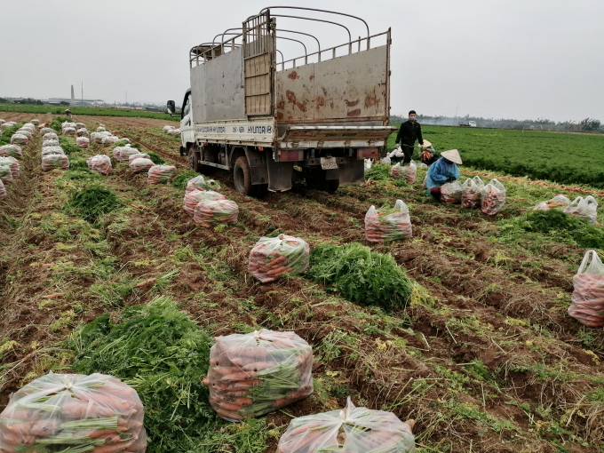 Thu hoạch tới đâu thương lái đưa xe vào tận ruộng thu mua hết tới đó. Ảnh: Trung Quân