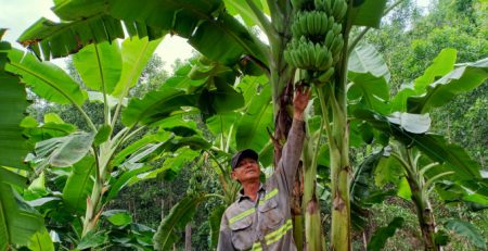 Ông Nguyễn Văn Quang, ở thôn Suối Lâu 2, xã Suối Cát cho biết, chuối Tết năm nay sản lượng rất ít do bị hạn hán, thiếu nước tưới. Ảnh: KS.