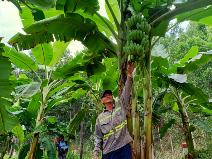 Ông Nguyễn Văn Quang, ở thôn Suối Lâu 2, xã Suối Cát cho biết, chuối Tết năm nay sản lượng rất ít do bị hạn hán, thiếu nước tưới. Ảnh: KS.