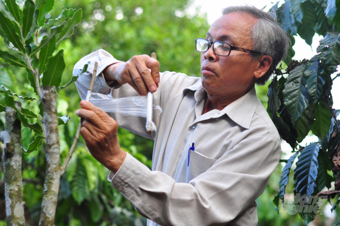 Ông Nguyễn Văn Lương ghép cải tạo mắc ca để cải thiện năng suất, chất lượng. Ảnh: Minh Hậu.