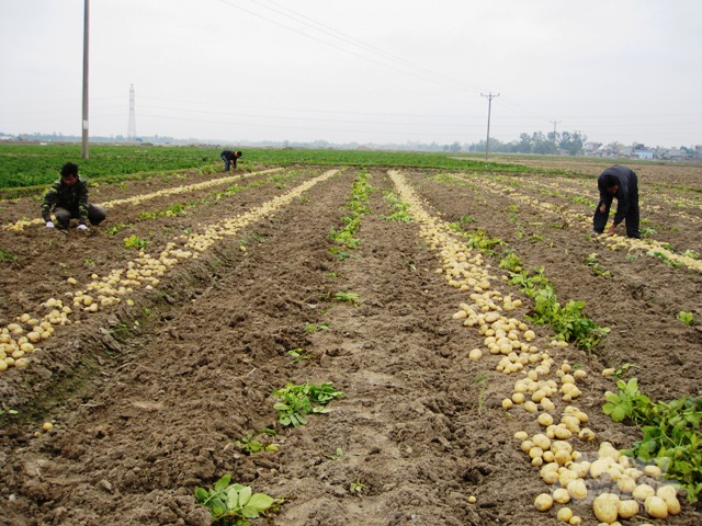 Thu hoạch khoai tây. Ảnh: TL.